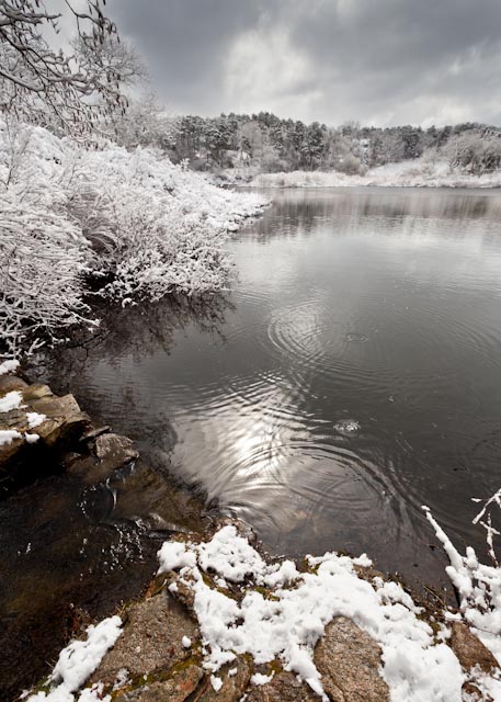 The rings on the surface of the water were caused by snow blown from branches overhead.
